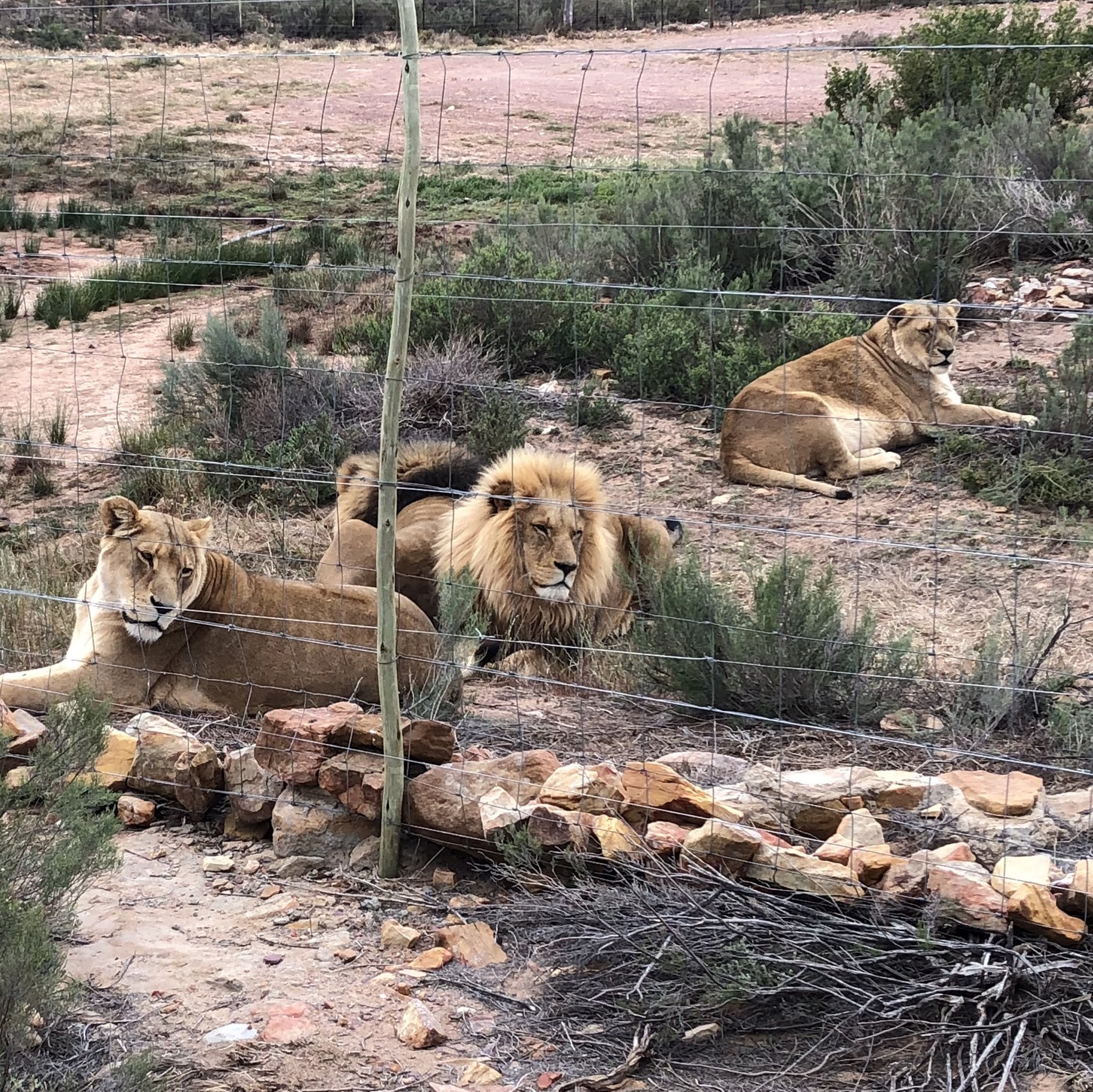 safaris+cape+town+aquila+game+reserve+wiki+lions+aquila+game+reserve+reviews