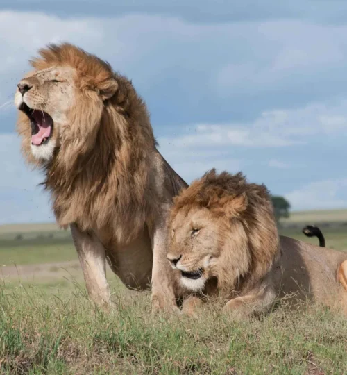 cape town sunset safari at aquila game reserve w transfer 6219560