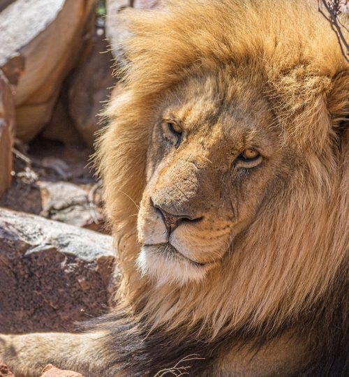 lion aquila private game reserve south africa