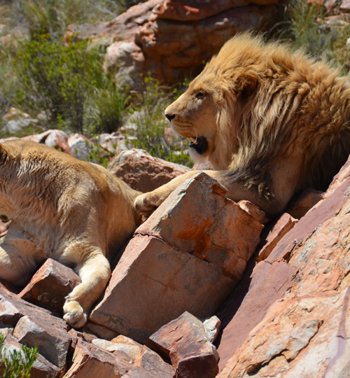 safari tours cape town aquila game reserve 2 1920x1200